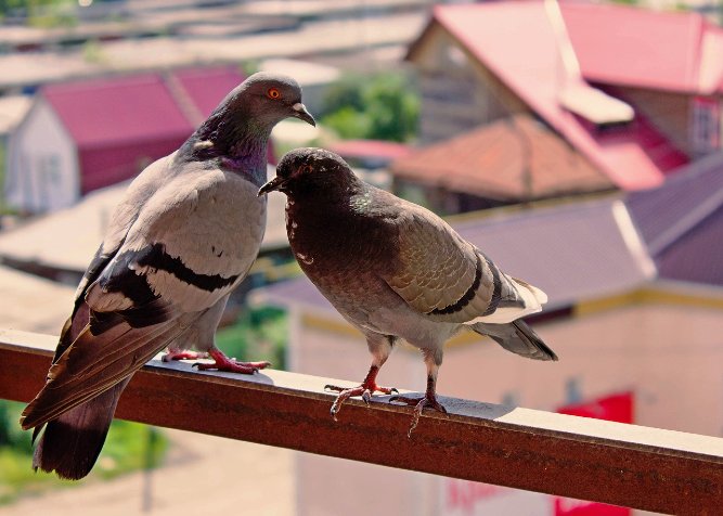 Come risolvere il problema dei piccioni sul balcone, Seal Disinfestazioni  e Disifenzione